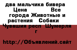 два мальчика бивера › Цена ­ 19 000 - Все города Животные и растения » Собаки   . Чувашия респ.,Шумерля г.